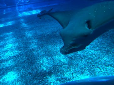 沖縄美ら海水族館に投稿された画像（2024/8/11）