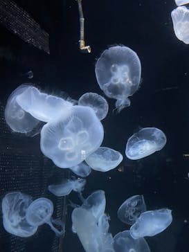 伊豆・三津シーパラダイスに投稿された画像（2024/8/11）