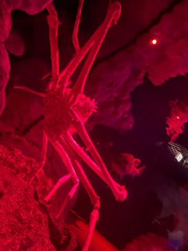 伊豆・三津シーパラダイスに投稿された画像（2024/8/11）