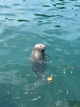 伊豆・三津シーパラダイスに投稿された画像（2024/8/11）
