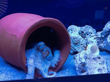 マクセル アクアパーク品川に投稿された画像（2024/8/11）