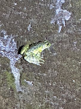 奄美ガイド「太古の森」に投稿された画像（2024/8/11）