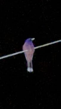 奄美ガイド「太古の森」に投稿された画像（2024/8/11）