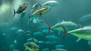 葛西臨海水族園に投稿された画像（2024/8/11）