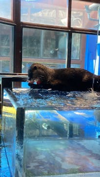 ゼロ距離水族館 伊勢シーパラダイスに投稿された画像（2024/8/11）