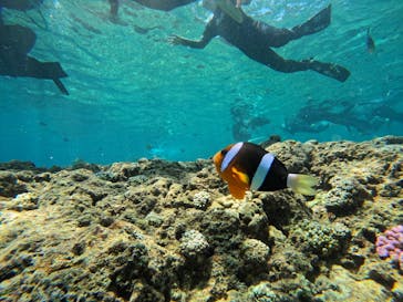 沖縄マリンサービス碧に投稿された画像（2024/8/11）