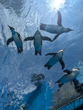 サンシャイン水族館に投稿された画像（2024/8/11）