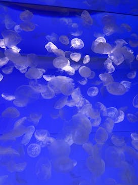 アクアワールド茨城県大洗水族館に投稿された画像（2024/8/11）