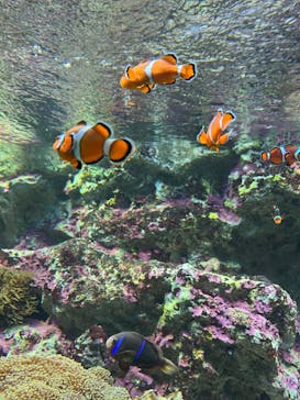 サンシャイン水族館に投稿された画像（2024/8/11）