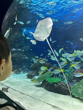 サンシャイン水族館に投稿された画像（2024/8/11）