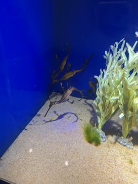 サンシャイン水族館に投稿された画像（2024/8/11）