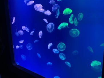 大分マリーンパレス水族館 「うみたまご」に投稿された画像（2024/8/11）