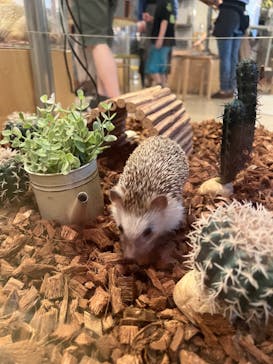 Moff animal cafe イオンモール幕張新都心店に投稿された画像（2024/8/11）