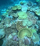 西表島 ADVENTURE PiPi（アドベンチャーピピ）に投稿された画像（2024/8/11）