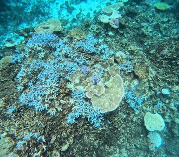 西表島 ADVENTURE PiPi（アドベンチャーピピ）に投稿された画像（2024/8/11）