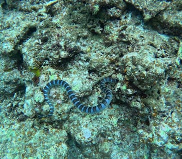 西表島 ADVENTURE PiPi（アドベンチャーピピ）に投稿された画像（2024/8/11）