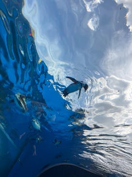 サンシャイン水族館に投稿された画像（2024/8/11）