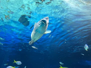 サンシャイン水族館に投稿された画像（2024/8/11）