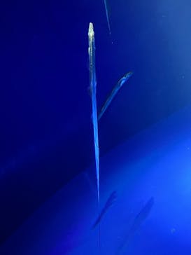 サンシャイン水族館に投稿された画像（2024/8/11）