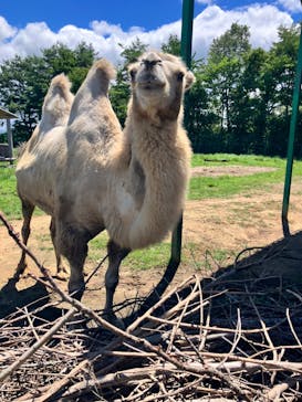 東北サファリパークに投稿された画像（2024/8/11）