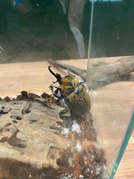 淡路ファームパーク イングランドの丘に投稿された画像（2024/8/11）