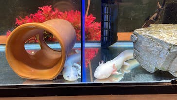 淡路ファームパーク イングランドの丘に投稿された画像（2024/8/11）