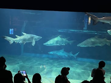 アクアワールド茨城県大洗水族館に投稿された画像（2024/8/11）