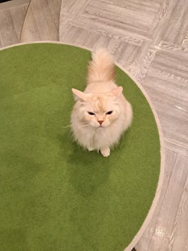 猫カフェモカ　アルシェ大宮店に投稿された画像（2024/8/11）