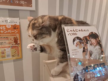 猫カフェモカ　アルシェ大宮店に投稿された画像（2024/8/11）