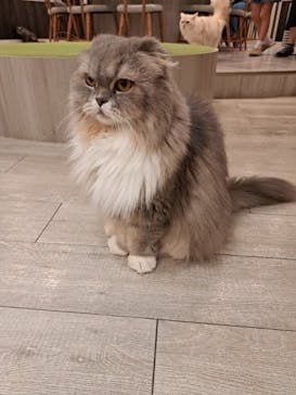 猫カフェモカ　アルシェ大宮店に投稿された画像（2024/8/11）