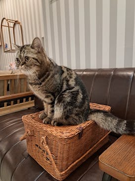 猫カフェモカ　アルシェ大宮店に投稿された画像（2024/8/11）