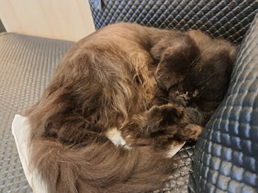 猫カフェモカ　アルシェ大宮店に投稿された画像（2024/8/11）