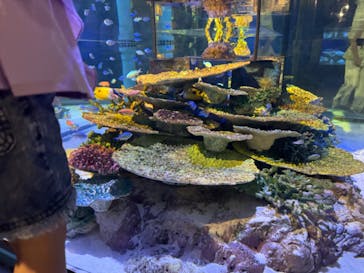 竹島水族館に投稿された画像（2024/8/11）