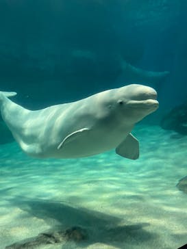 名古屋港水族館に投稿された画像（2024/8/11）