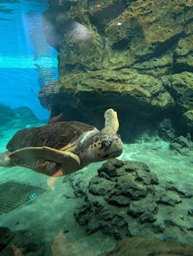 名古屋港水族館に投稿された画像（2024/8/11）