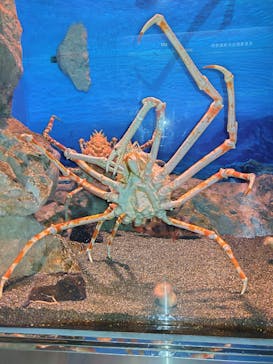 マリンワールド海の中道に投稿された画像（2024/8/11）