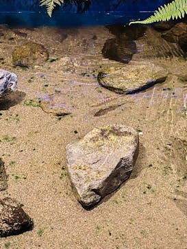 マリンワールド海の中道に投稿された画像（2024/8/11）