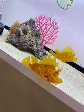 アクアワールド茨城県大洗水族館に投稿された画像（2024/8/11）