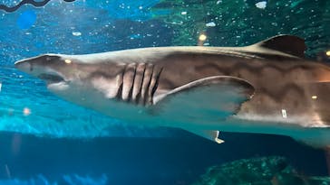 しながわ水族館に投稿された画像（2024/8/11）