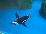 京都水族館に投稿された画像（2024/8/11）