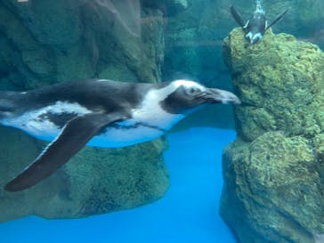 京都水族館に投稿された画像（2024/8/11）