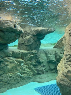 京都水族館に投稿された画像（2024/8/11）
