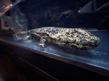 京都水族館に投稿された画像（2024/8/11）