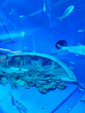 滋賀県立琵琶湖博物館に投稿された画像（2024/8/11）