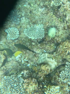 青の洞窟専門店　沖縄ダイビングショップ和に投稿された画像（2024/8/11）