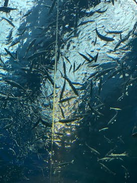 滋賀県立琵琶湖博物館に投稿された画像（2024/8/11）