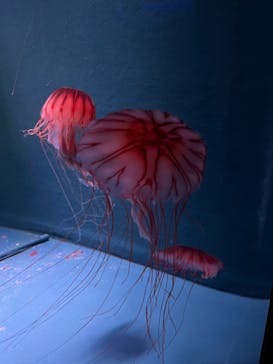 京都水族館に投稿された画像（2024/8/11）