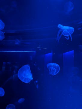 京都水族館に投稿された画像（2024/8/11）