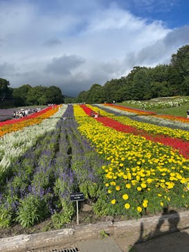 たんばらラベンダーパークに投稿された画像（2024/8/10）
