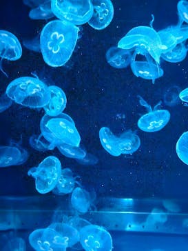 京都水族館に投稿された画像（2024/8/11）